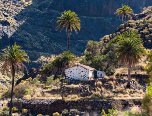 Carmelo Pérez Hernández y su obra ‘Las luces brillan en las palmeras’ se alza con la victoria en el concurso de fotografía ‘La Palmera Canaria’