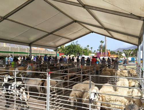 La Aldea de San Nicolás pone en valor su sector primario con una nueva edición de la Feria del Ganado