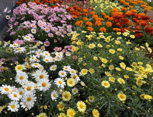 La Aldea de San Nicolás mejora sus espacios públicos con la plantación de flor de temporada
