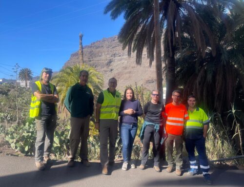 El Ayuntamiento de La Aldea de San Nicolás inicia los trabajos para sanear y acondicionar los palmerales en el barrio de Tasarte